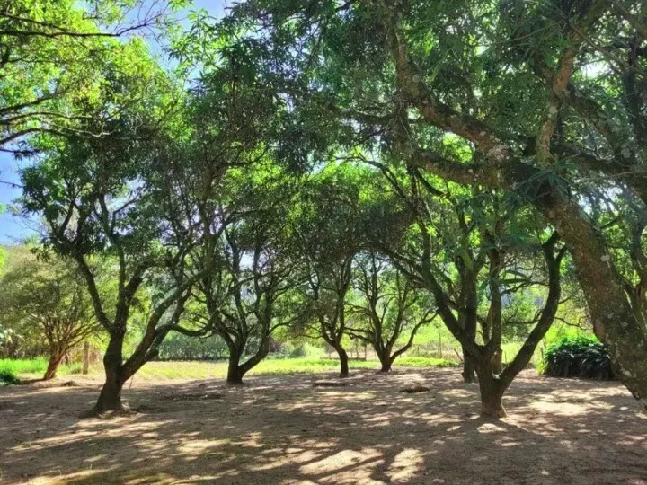 Sítio à venda de 3 ha em Pindamonhangaba, SP, Brasil