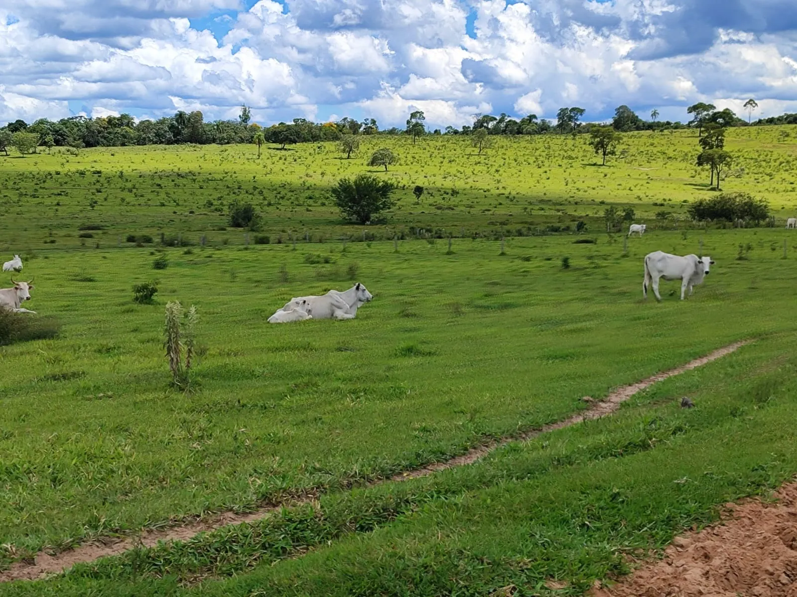 Fazenda à venda de 711 ha em Botucatu, SP, Brasil