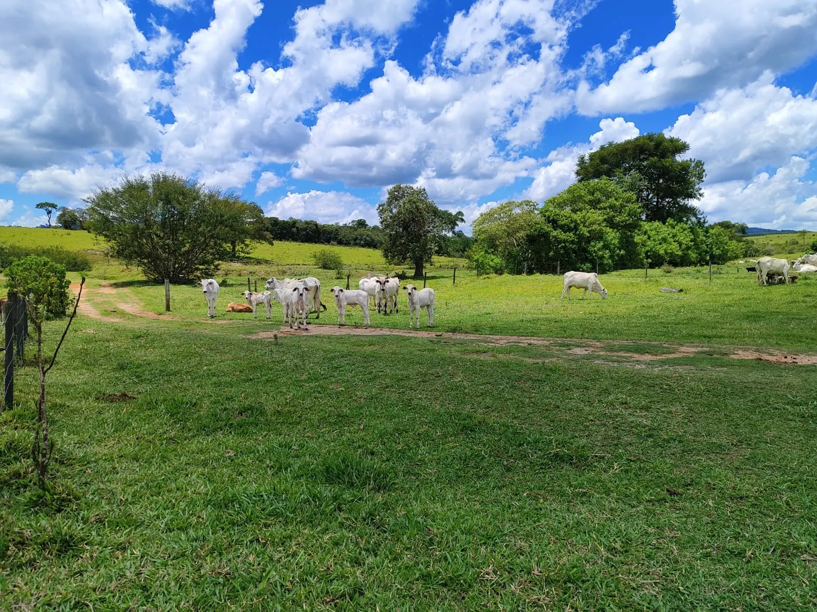Fazenda à venda de 711 ha em Botucatu, SP, Brasil