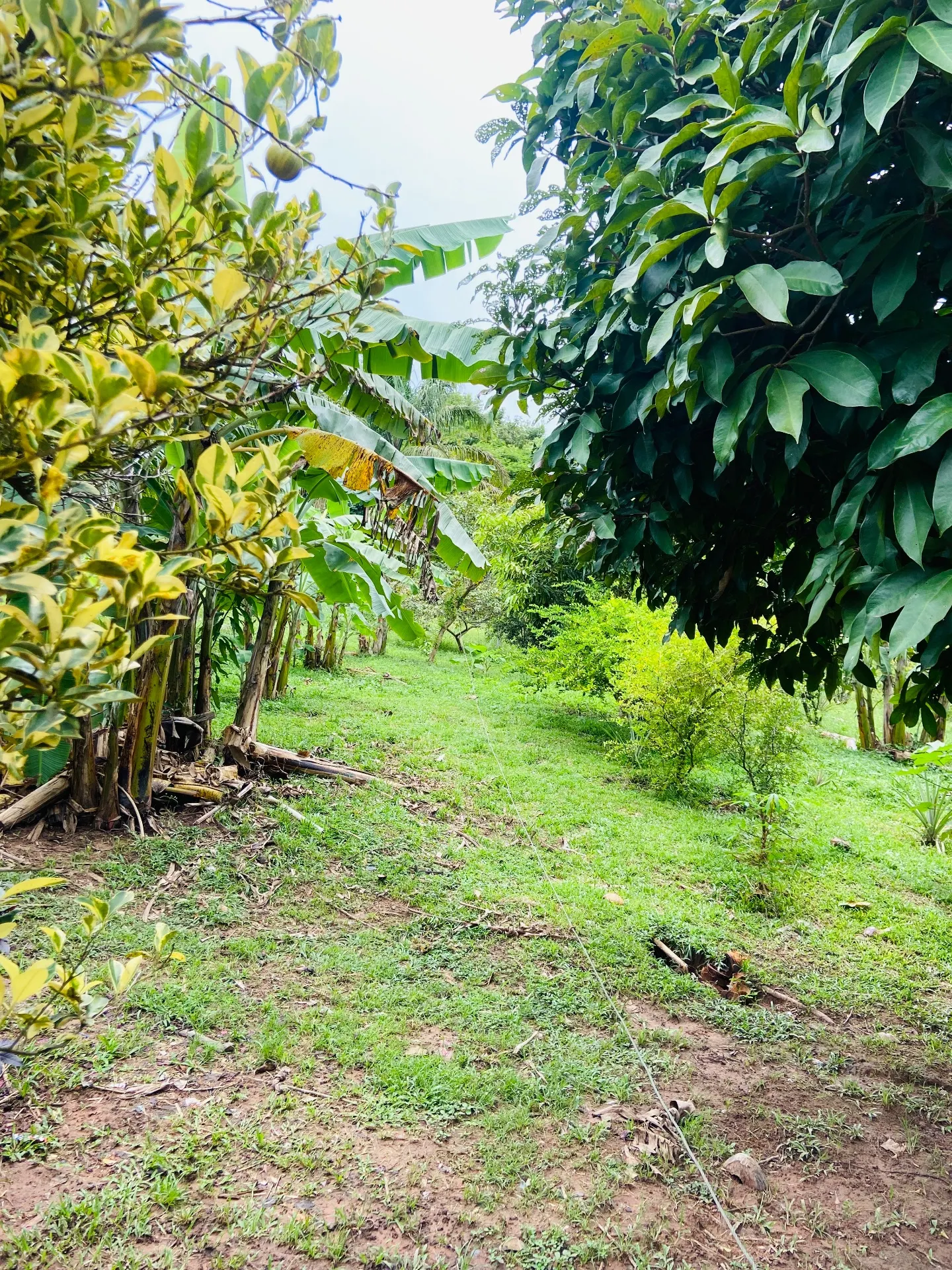 Chácara à venda de 100 m² em Novo Progresso, PA, Brasil