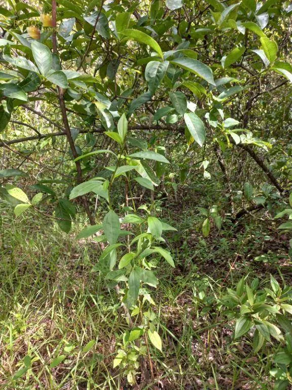Fazenda à venda de 322 ha em Nova Brasilândia, MT, Brasil
