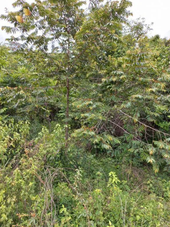 Fazenda à venda de 322 ha em Nova Brasilândia, MT, Brasil