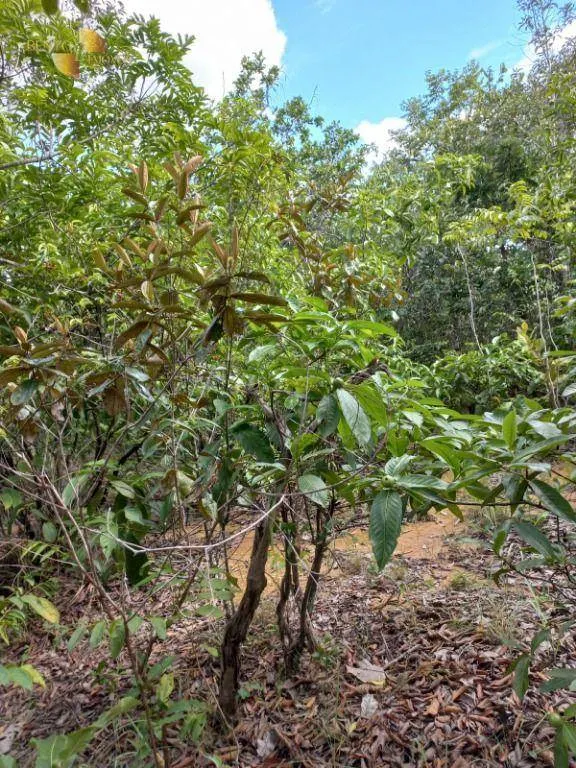 Fazenda à venda de 322 ha em Nova Brasilândia, MT, Brasil