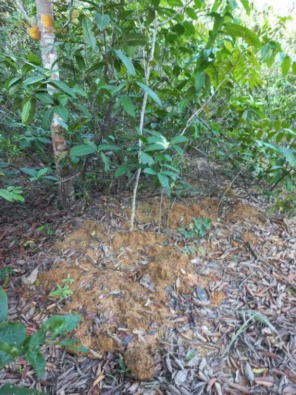 Fazenda à venda de 322 ha em Nova Brasilândia, MT, Brasil