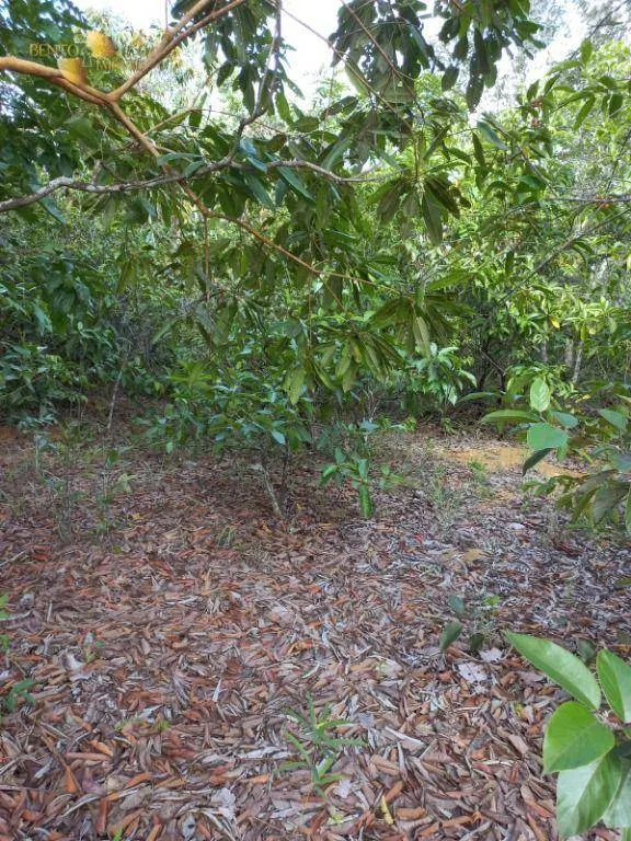 Fazenda à venda de 322 ha em Nova Brasilândia, MT, Brasil