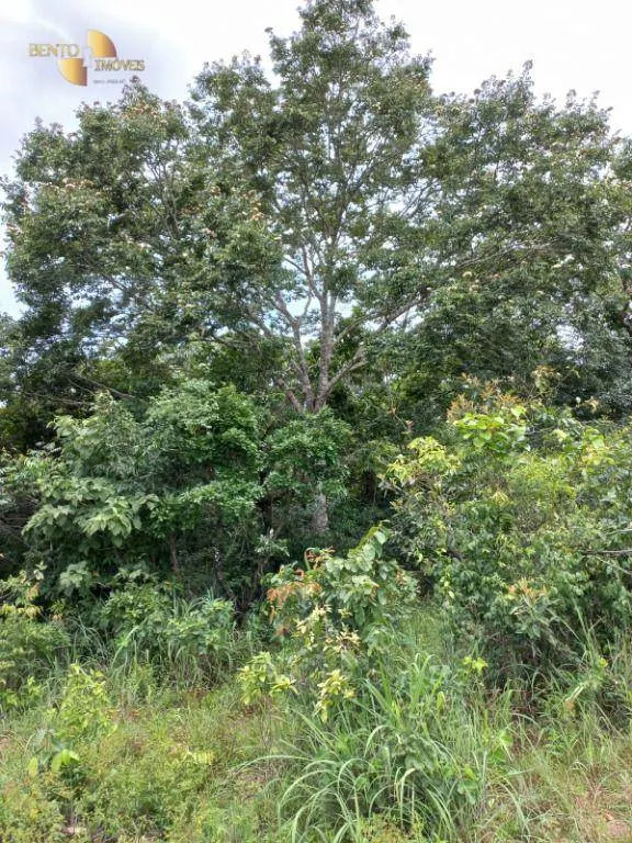 Fazenda à venda de 322 ha em Nova Brasilândia, MT, Brasil