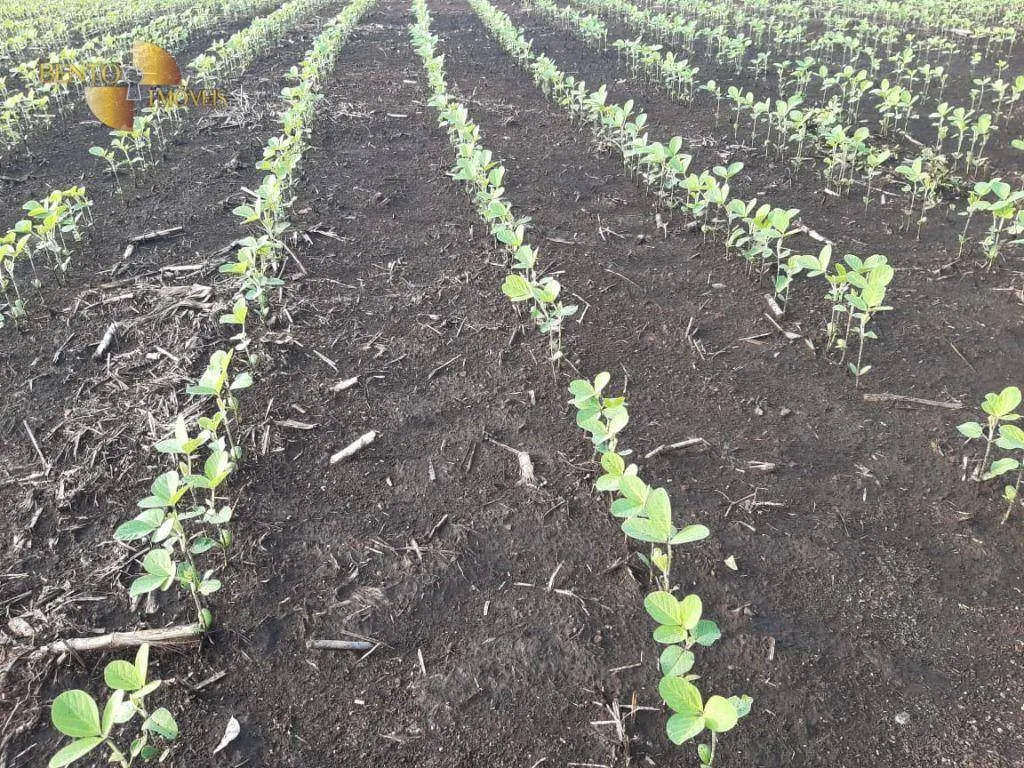 Fazenda à venda de 1.678 ha em Ribeirão Cascalheira, MT, Brasil