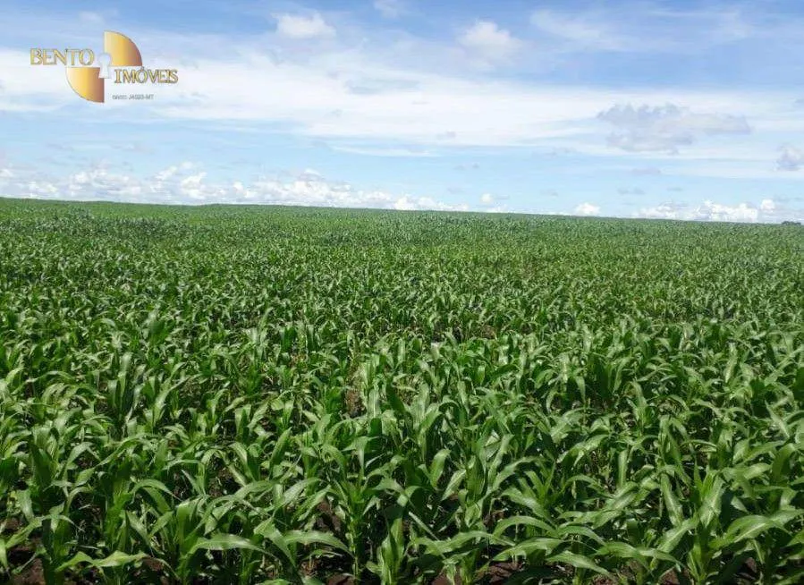 Fazenda à venda de 1.678 ha em Ribeirão Cascalheira, MT, Brasil