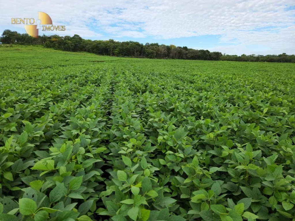 Fazenda à venda de 1.678 ha em Ribeirão Cascalheira, MT, Brasil