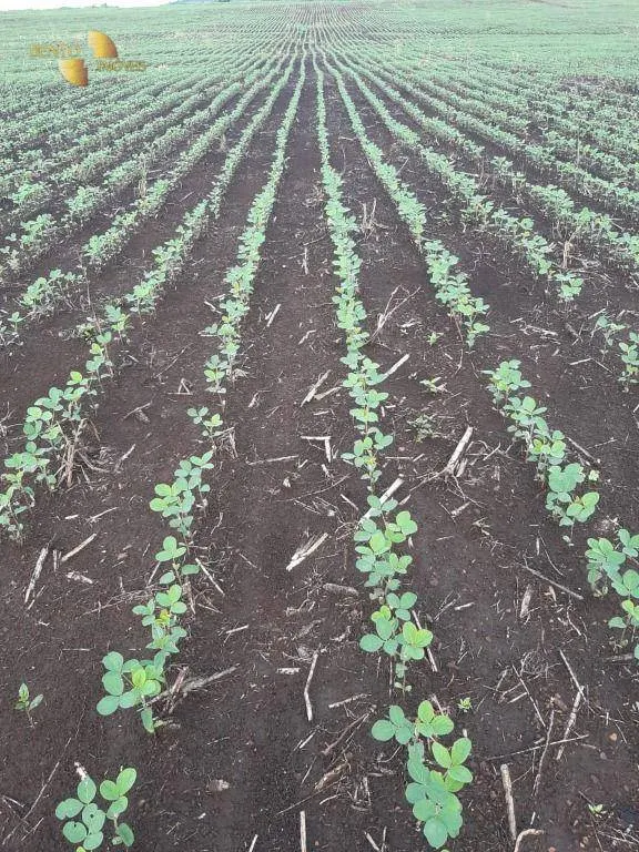 Fazenda à venda de 1.678 ha em Ribeirão Cascalheira, MT, Brasil