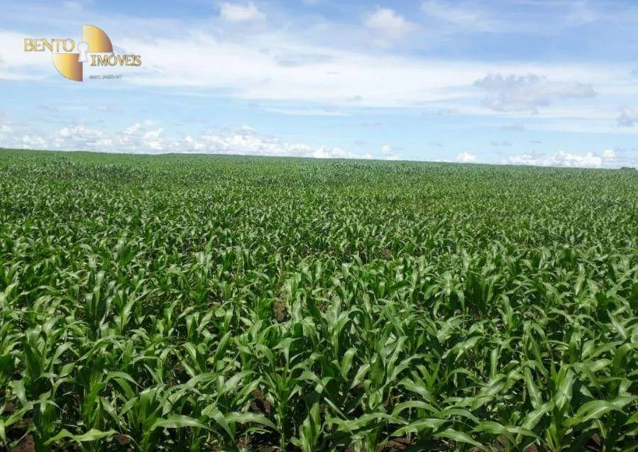 Fazenda à venda de 1.678 ha em Ribeirão Cascalheira, MT, Brasil