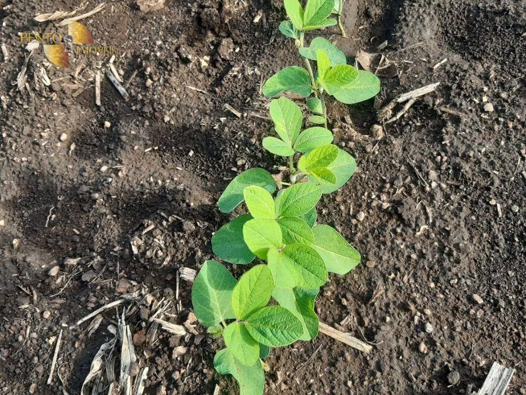 Fazenda à venda de 1.678 ha em Ribeirão Cascalheira, MT, Brasil
