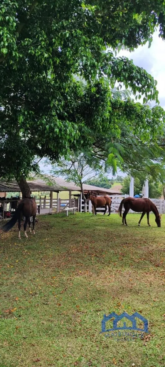 Sítio à venda de 43 ha em Itapetininga, SP, Brasil