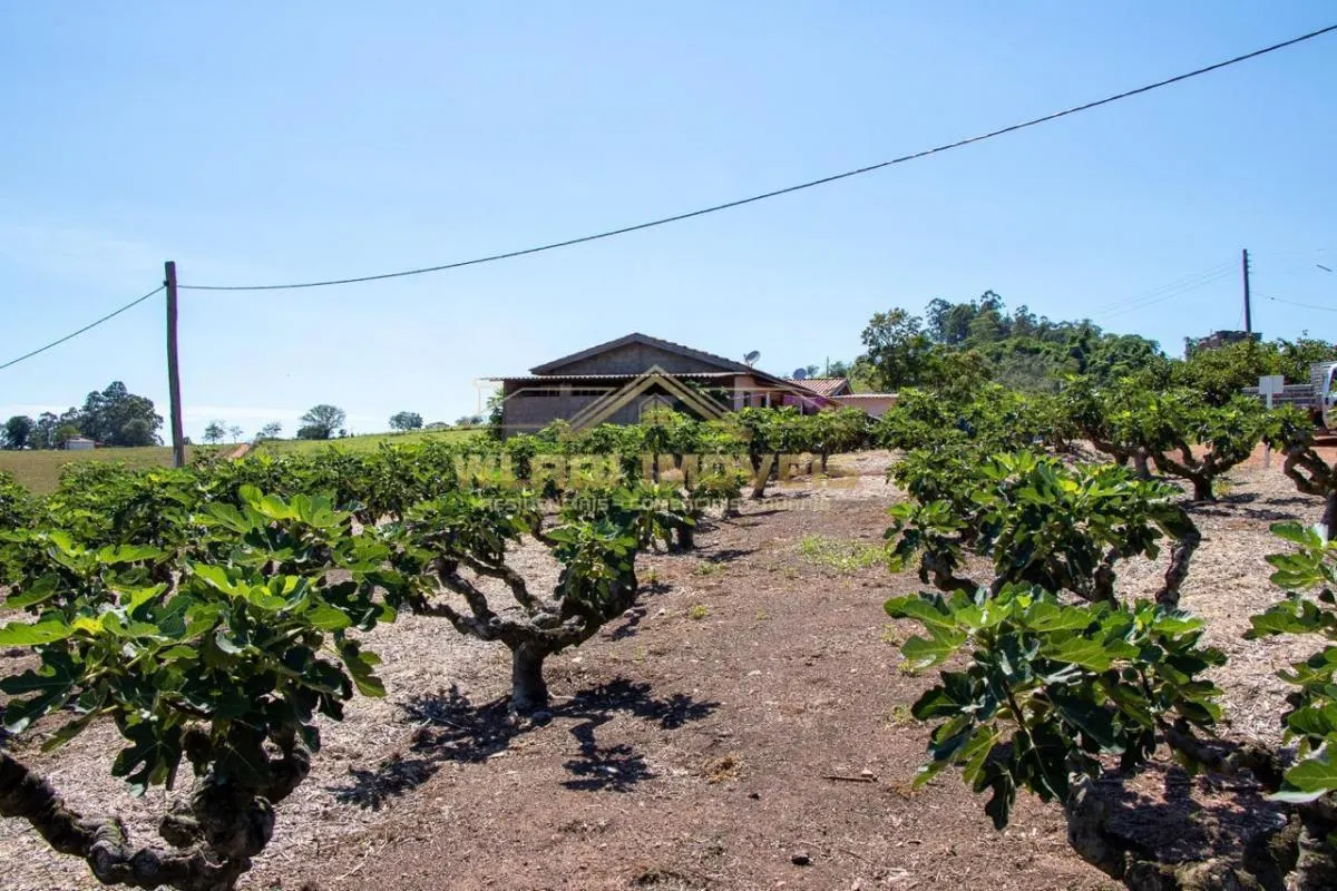 Sítio à venda de 6 ha em Morungaba, SP, Brasil