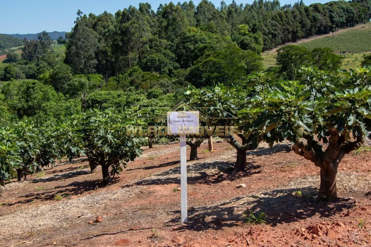 Sítio à venda de 6 ha em Morungaba, SP, Brasil