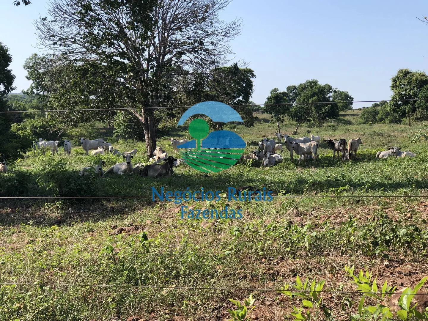 Fazenda à venda e para Arrendar de 1.258 ha em Palmeirópolis, TO, Brasil