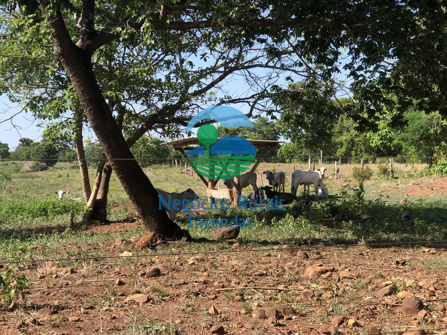 Fazenda à venda e para Arrendar de 1.258 ha em Palmeirópolis, TO, Brasil