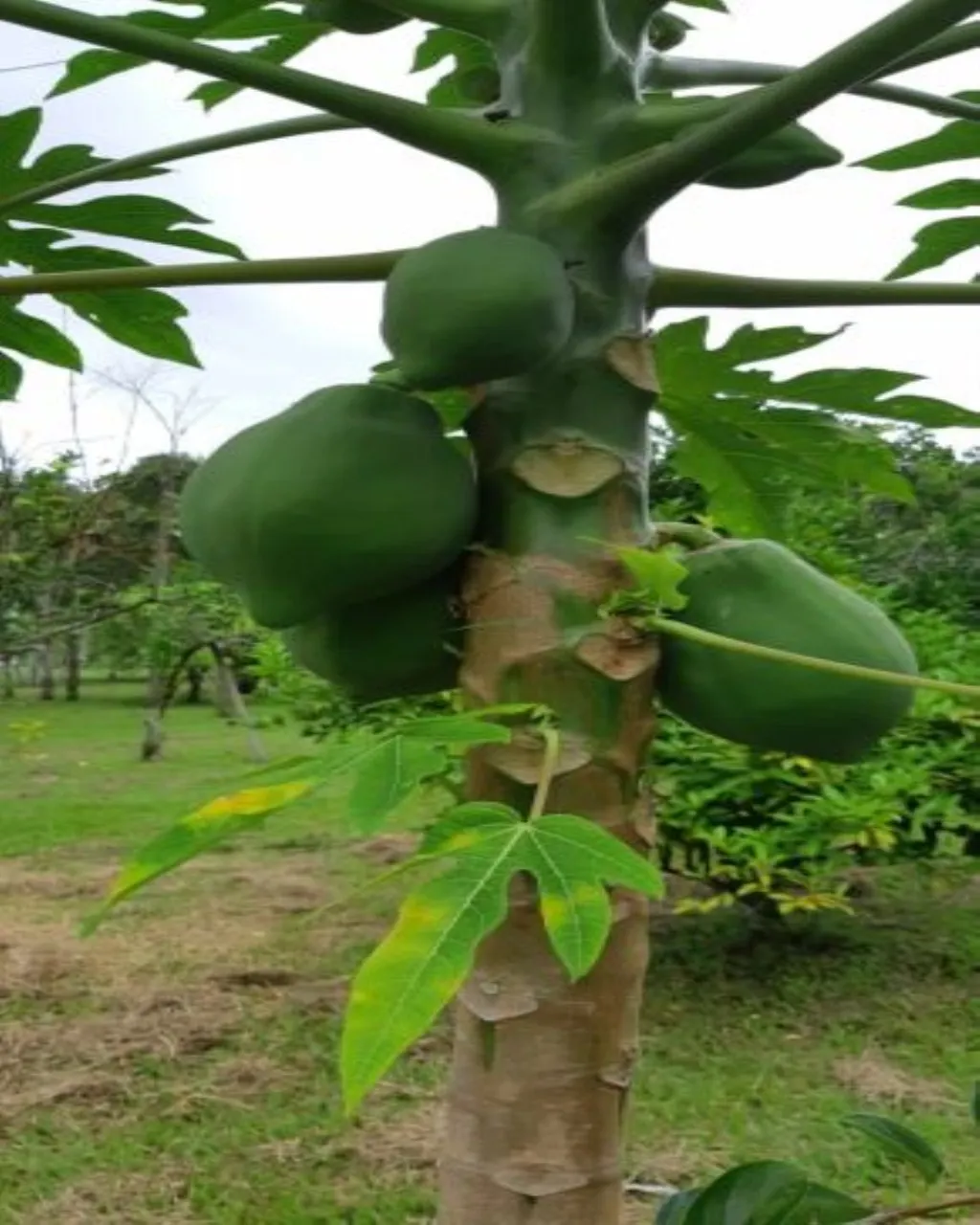 Farm for sale of 323 acres in Jacareí, SP, Brazil