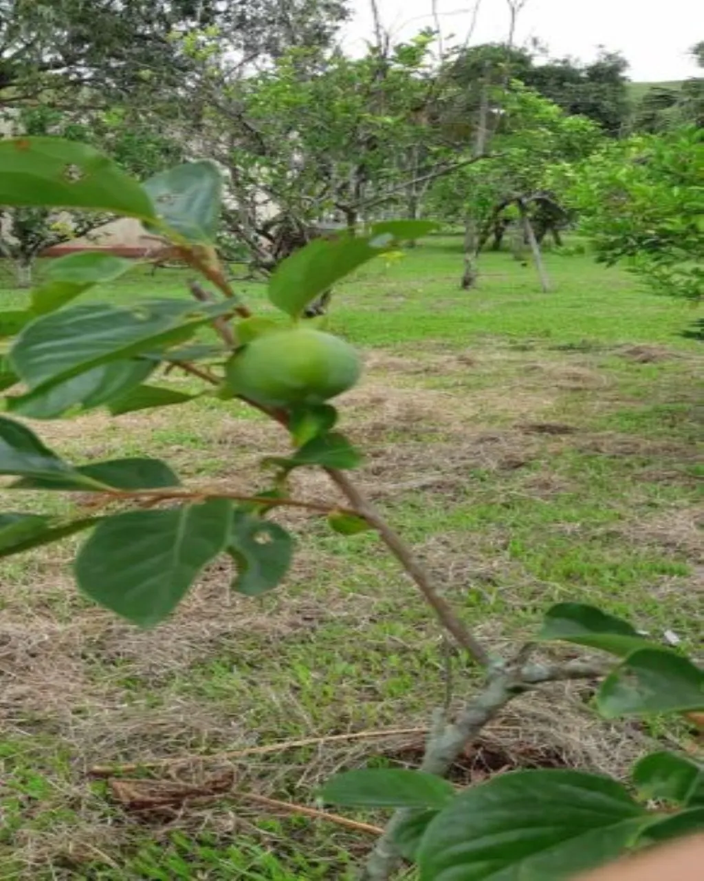 Farm for sale of 323 acres in Jacareí, SP, Brazil