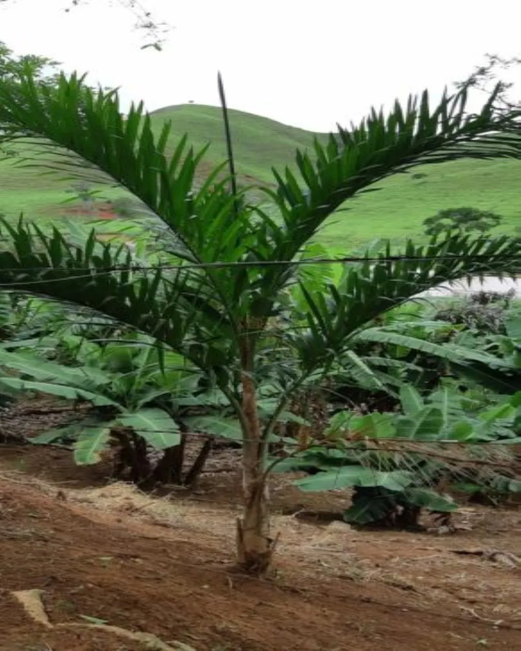 Farm for sale of 323 acres in Jacareí, SP, Brazil