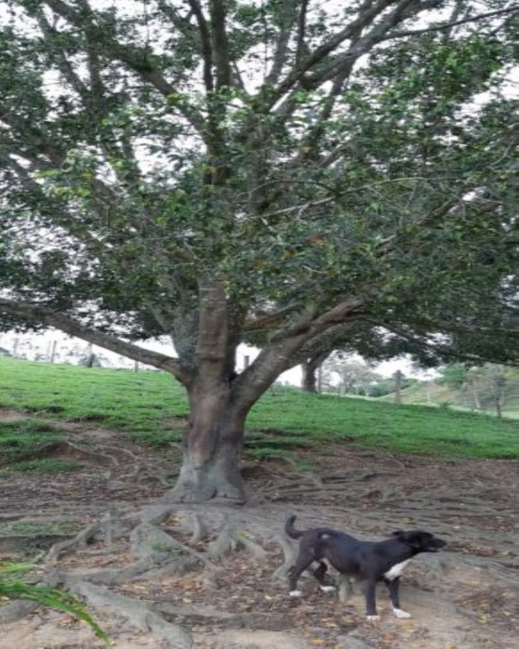 Farm for sale of 323 acres in Jacareí, SP, Brazil