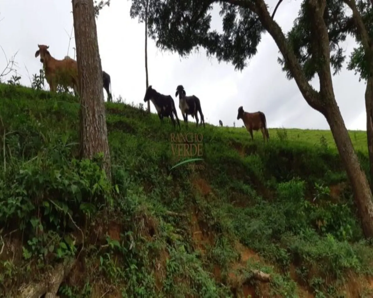Farm for sale of 323 acres in Jacareí, SP, Brazil
