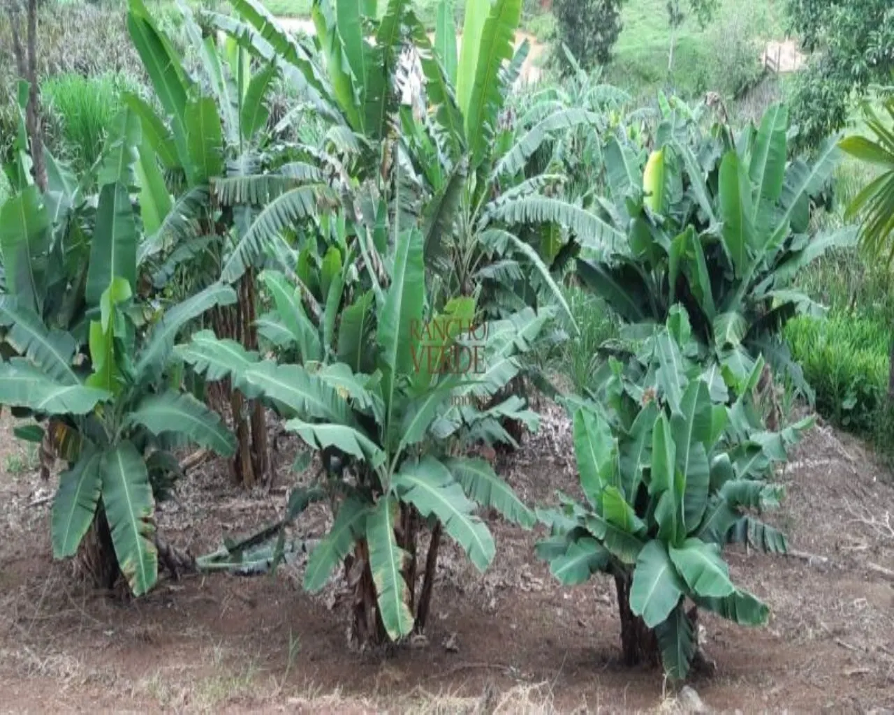 Farm for sale of 323 acres in Jacareí, SP, Brazil