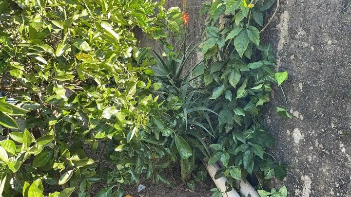 Country home for sale of 1,200 m² in Osório, RS, Brazil