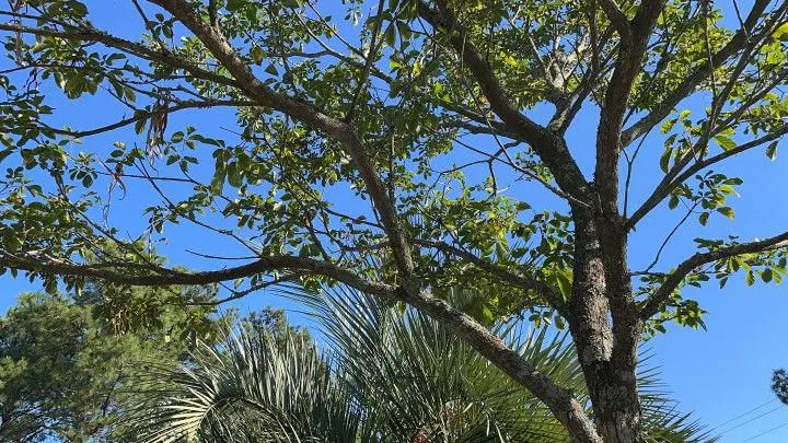 Country home for sale of 1,200 m² in Osório, RS, Brazil