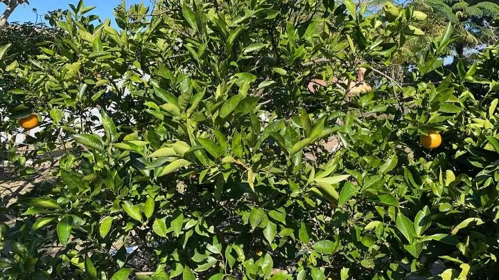 Country home for sale of 1,200 m² in Osório, RS, Brazil