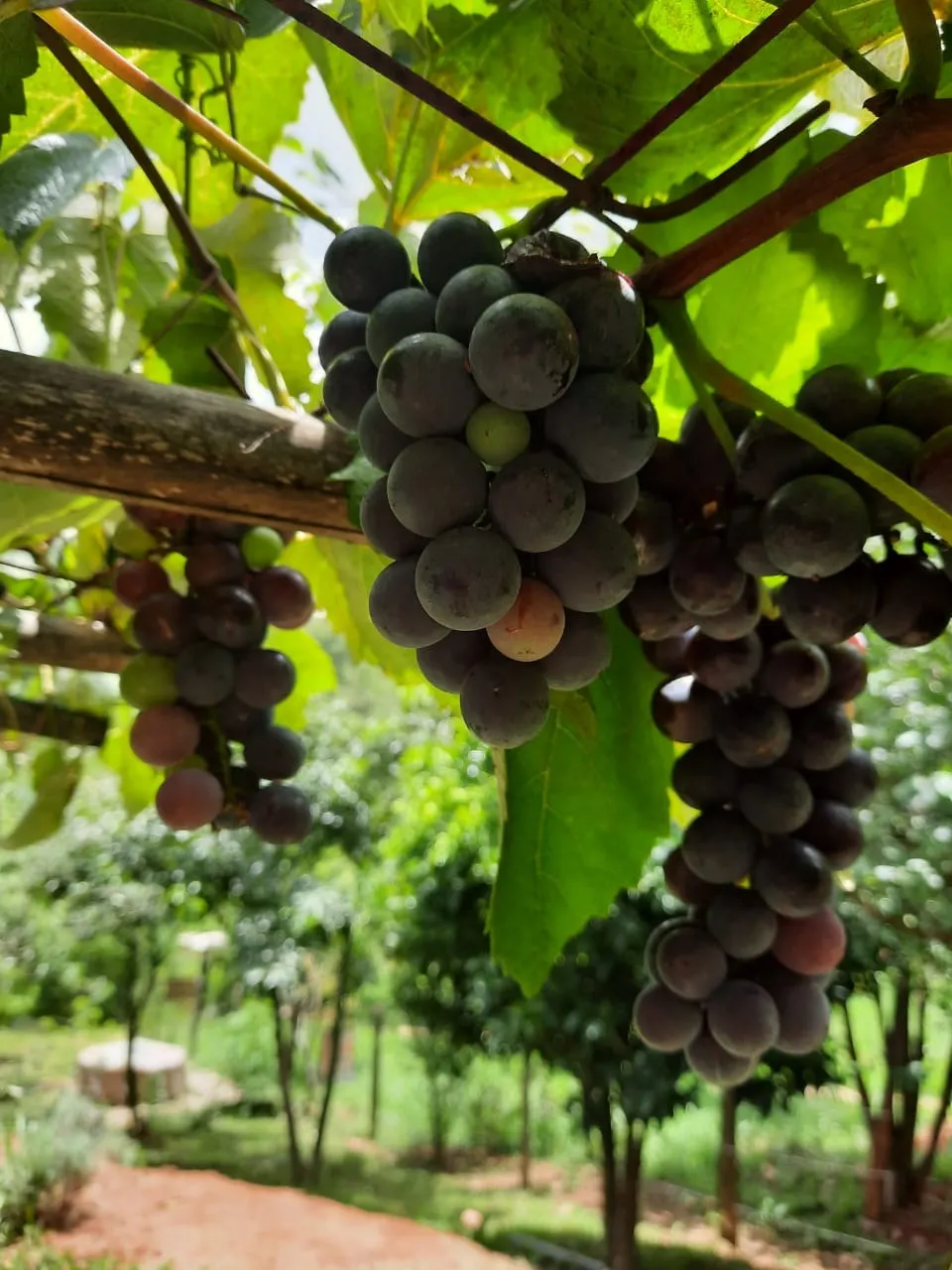 Chácara à venda de 1 ha em Taubaté, SP, Brasil