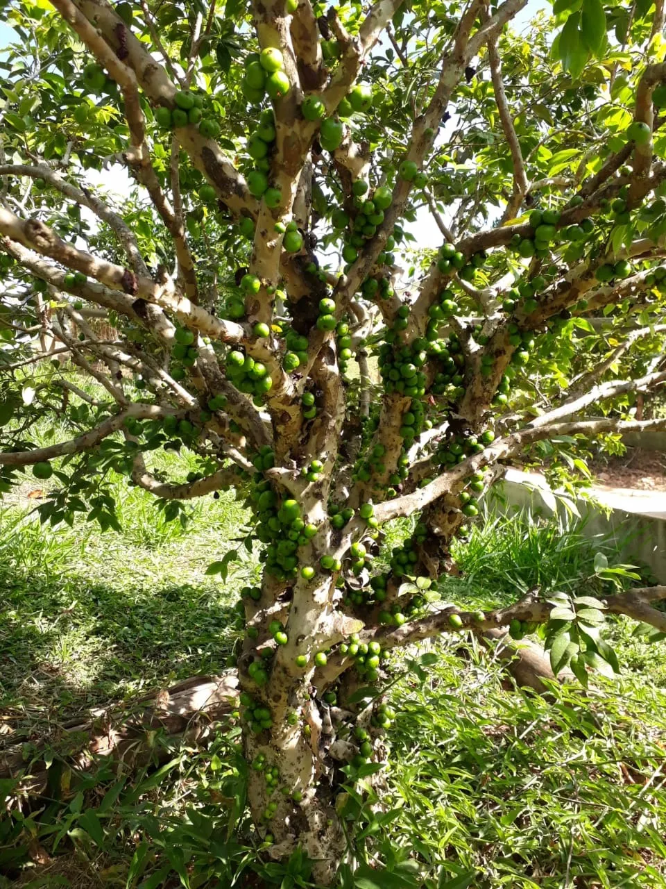 Chácara à venda de 1 ha em Taubaté, SP, Brasil