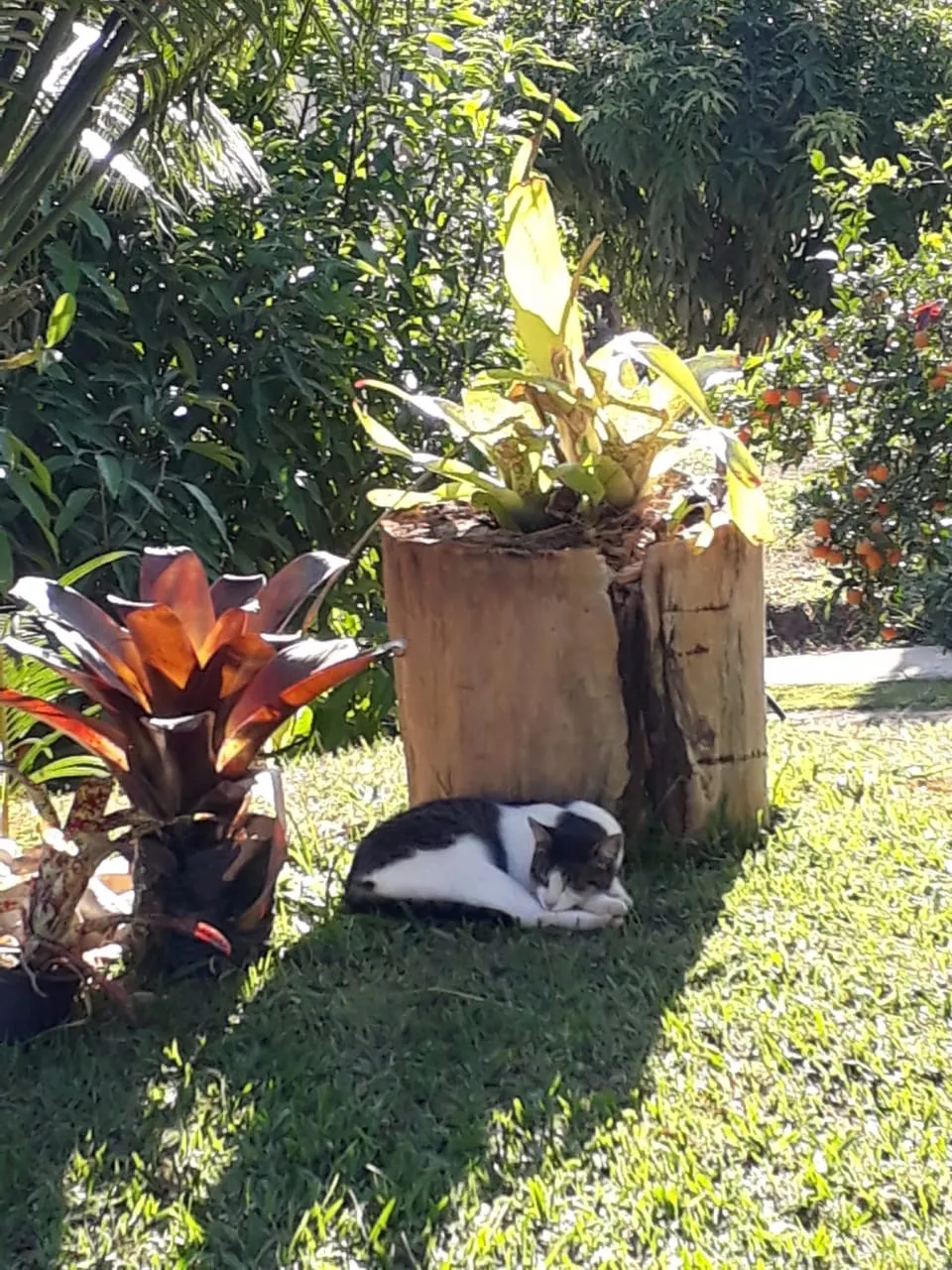 Chácara à venda de 1 ha em Taubaté, SP, Brasil
