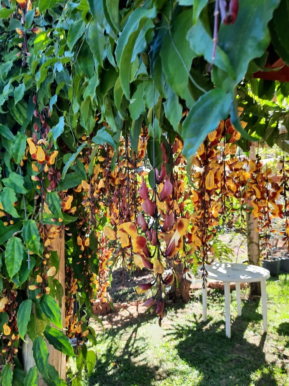 Chácara à venda de 1 ha em Taubaté, SP, Brasil