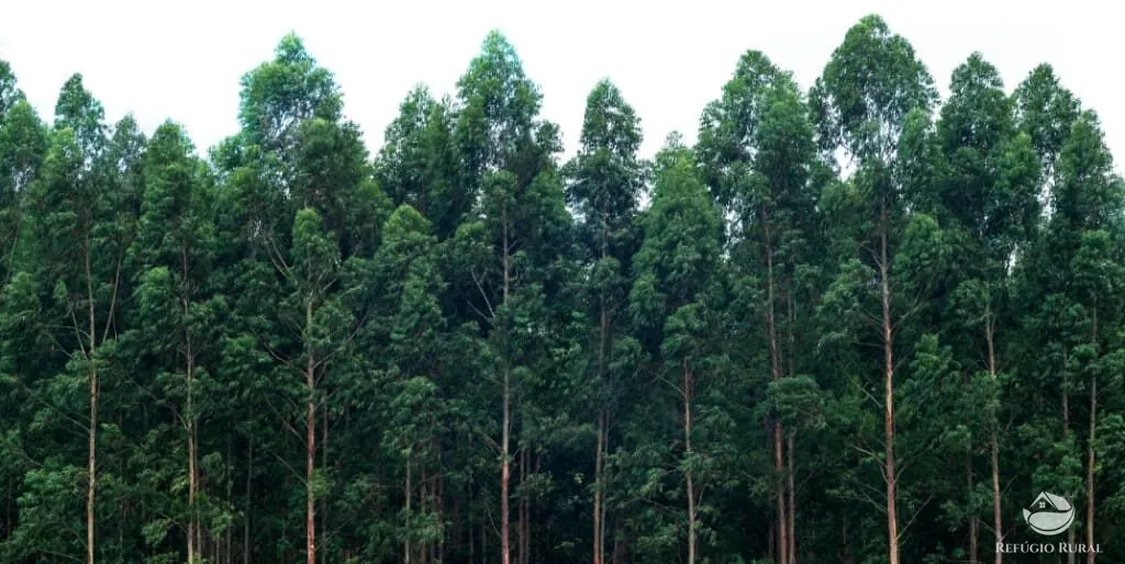 Fazenda à venda de 8.712 ha em Uberlândia, MG, Brasil