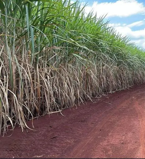 Fazenda à venda de 116 ha em Barretos, SP, Brasil