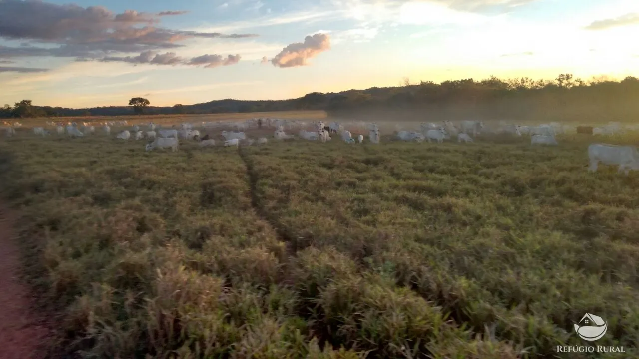 Farm for sale of 48,974 acres in Goiatins, TO, Brazil