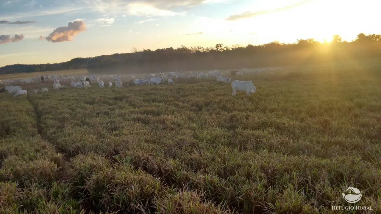 Farm for sale of 48,974 acres in Goiatins, TO, Brazil