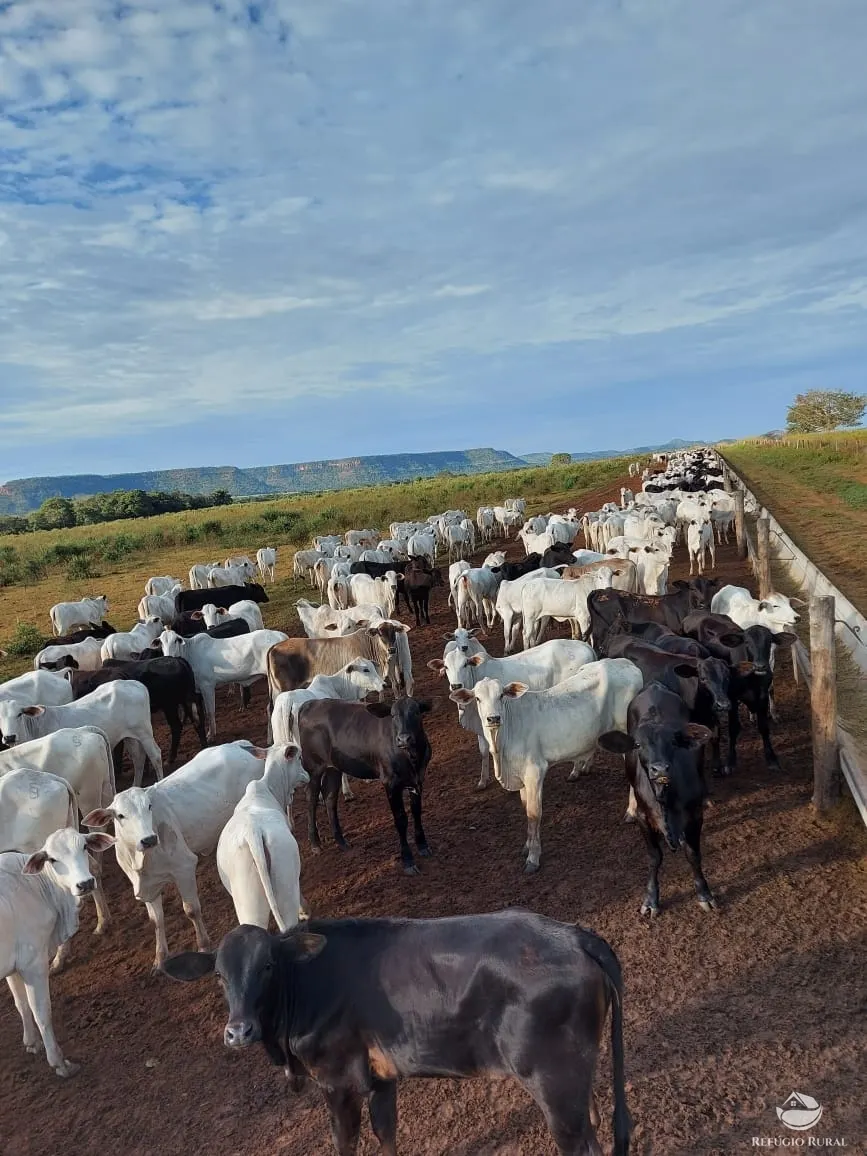 Farm for sale of 48,974 acres in Goiatins, TO, Brazil