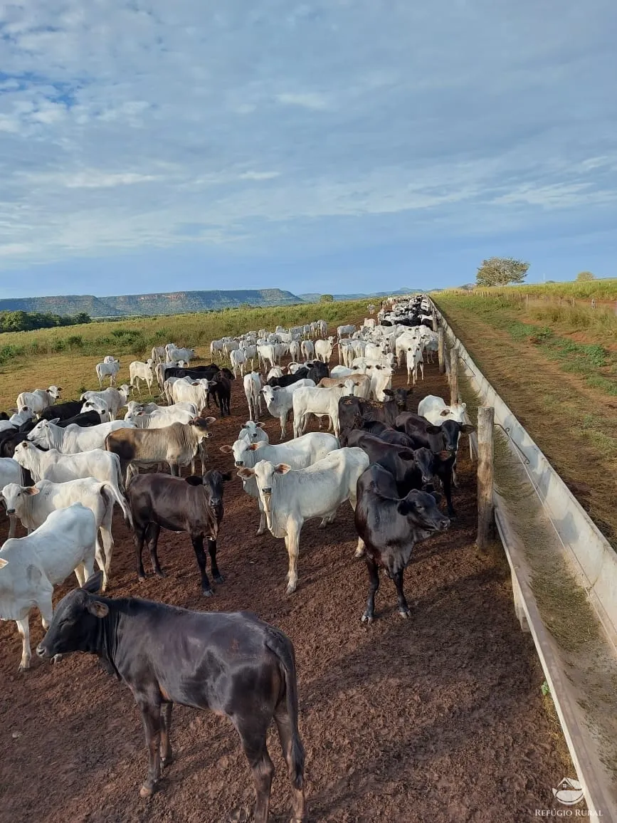 Farm for sale of 48,974 acres in Goiatins, TO, Brazil
