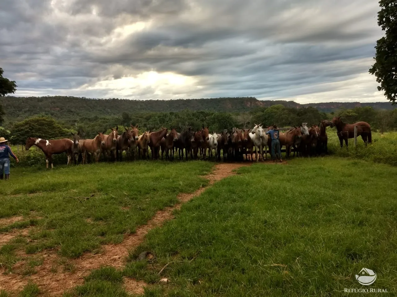 Farm for sale of 48,974 acres in Goiatins, TO, Brazil