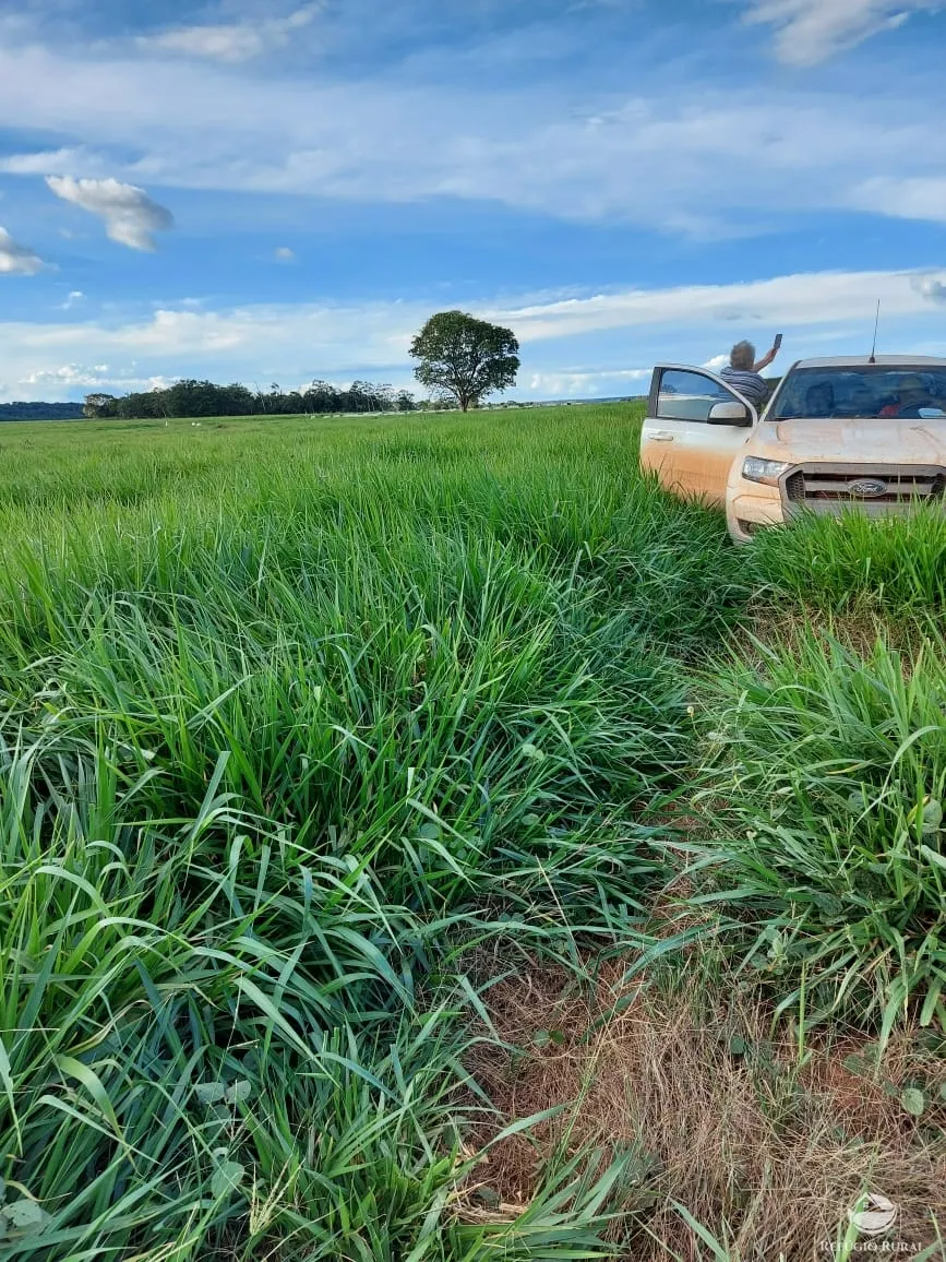 Farm for sale of 48,974 acres in Goiatins, TO, Brazil