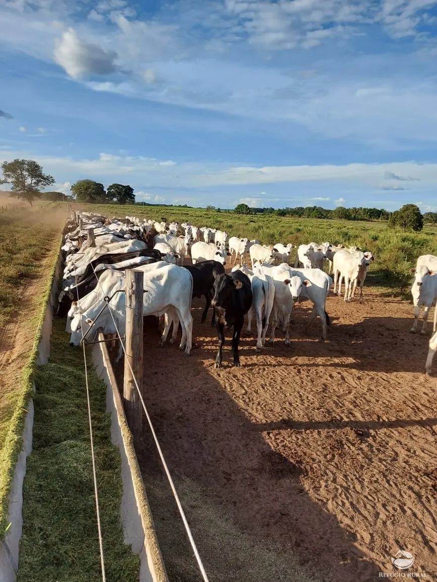 Farm for sale of 48,974 acres in Goiatins, TO, Brazil