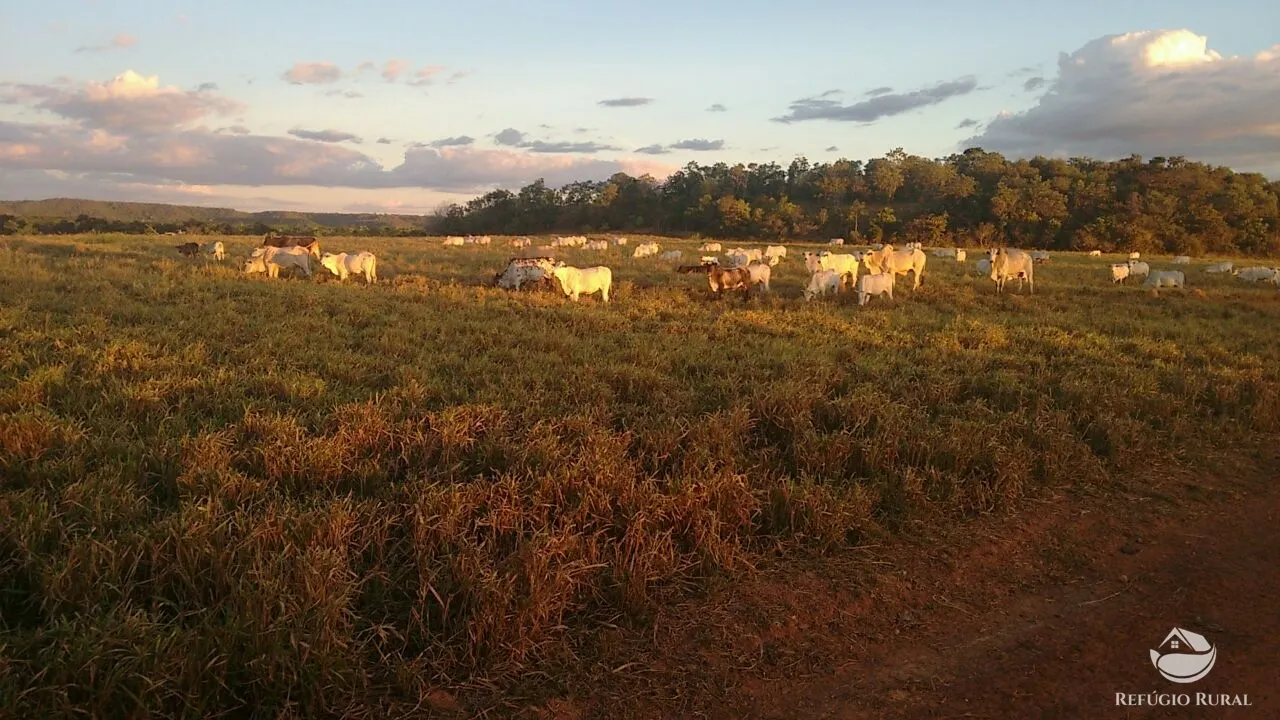 Farm for sale of 48,974 acres in Goiatins, TO, Brazil