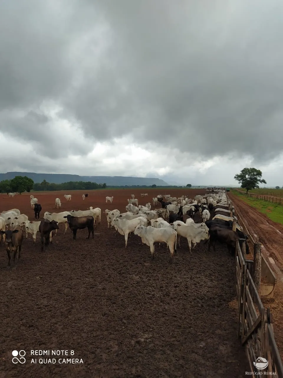Farm for sale of 48,974 acres in Goiatins, TO, Brazil