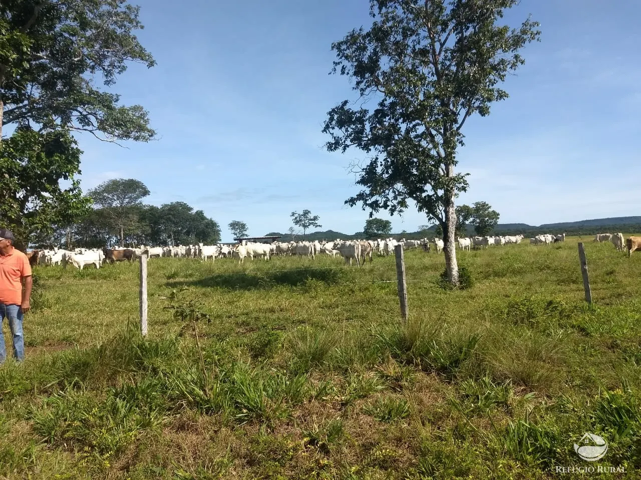 Farm for sale of 48,974 acres in Goiatins, TO, Brazil