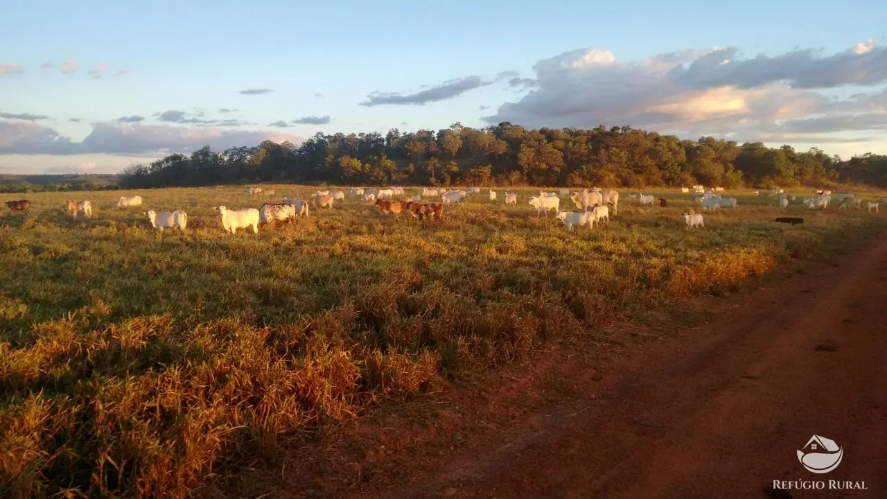 Farm for sale of 48,974 acres in Goiatins, TO, Brazil