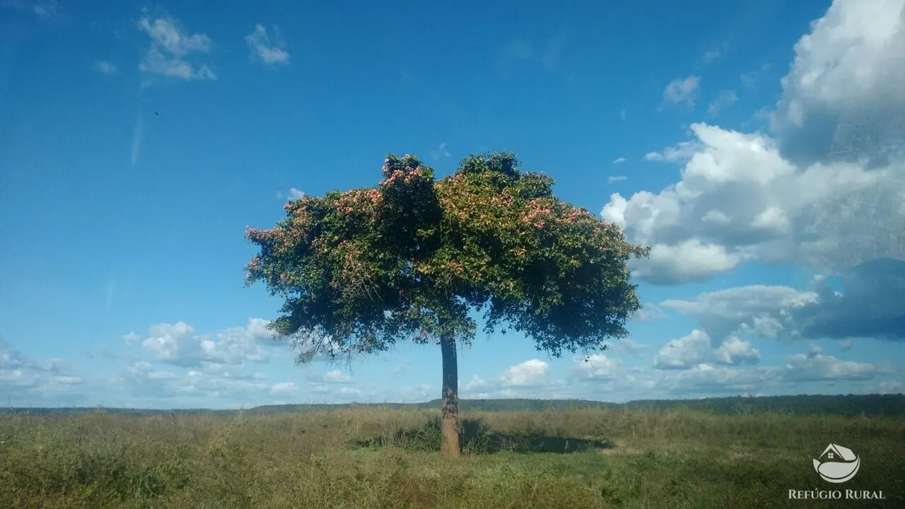 Farm for sale of 48,974 acres in Goiatins, TO, Brazil