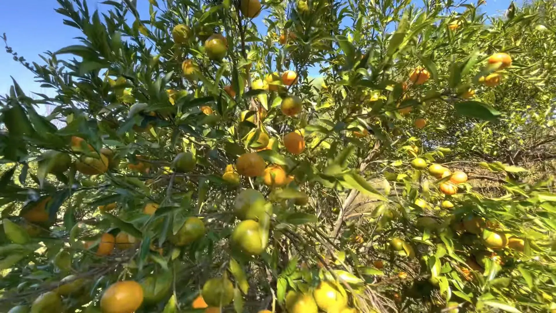 Chácara à venda de 9.000 m² em Santo Antônio da Patrulha, RS, Brasil