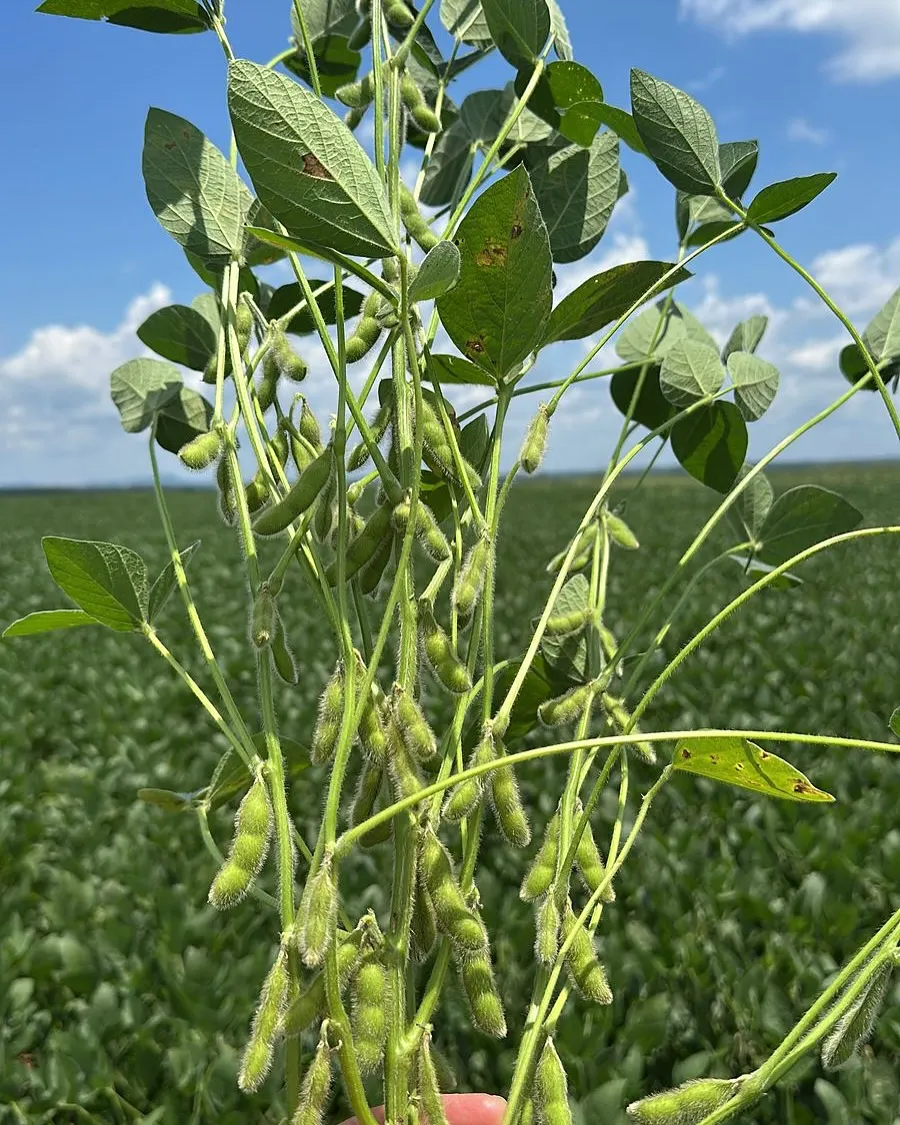 Fazenda à venda de 3.200 ha em Redenção, PA, Brasil